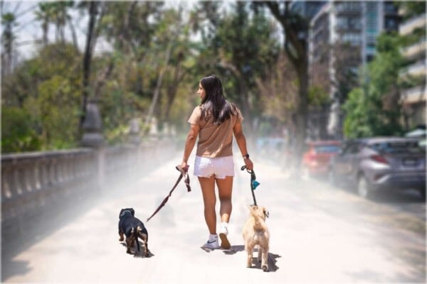 Woman walking her dogs in Miami's park.