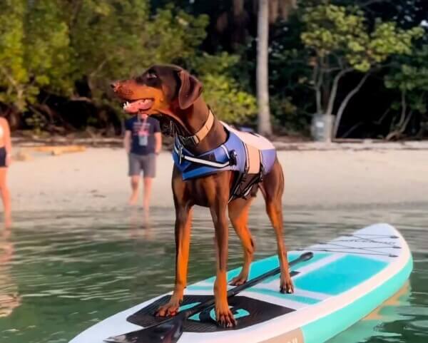 Dog on a paddle board.